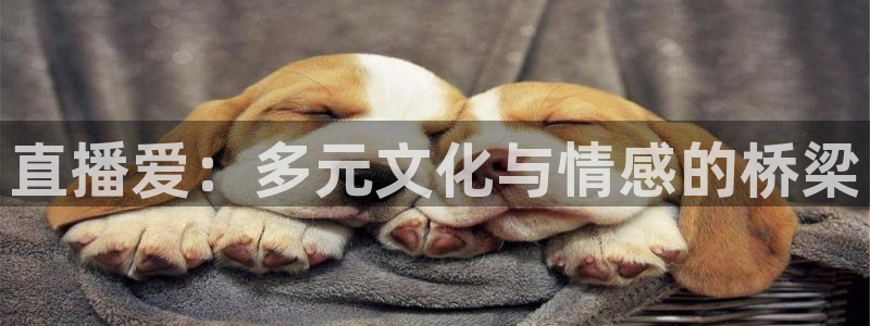 833直播比赛免费观看：直播爱：多元文化与情感的桥梁